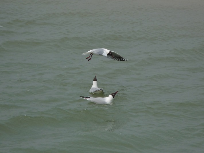Black-headed Gull (Breeding plumage)