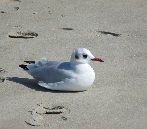 Black-headed Gull  (non breeding plumage)