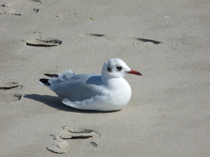 Black-headed Gull  (non breeding plumage)