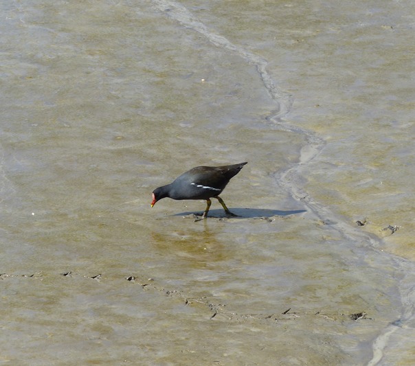 Moorhen
