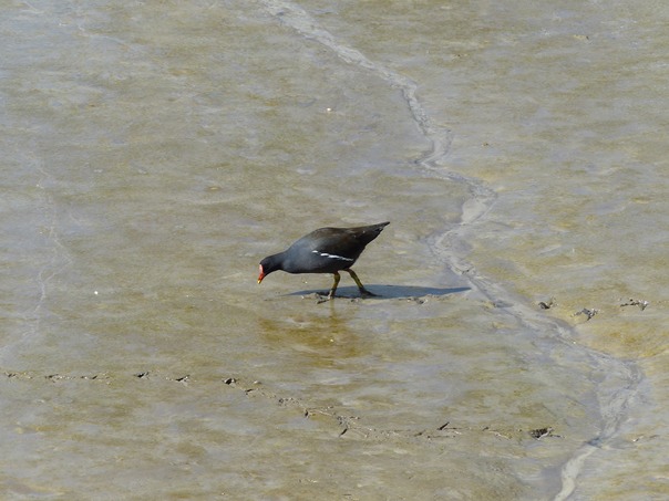Moorhen