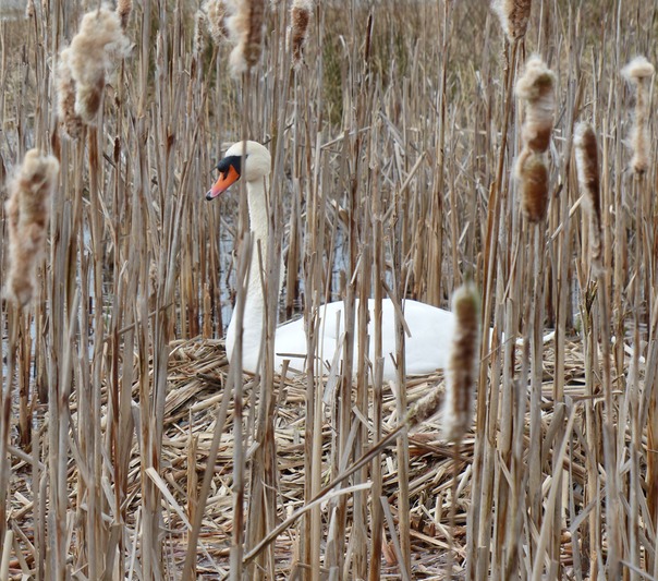 Mute Swan