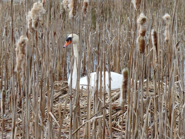 Mute Swan