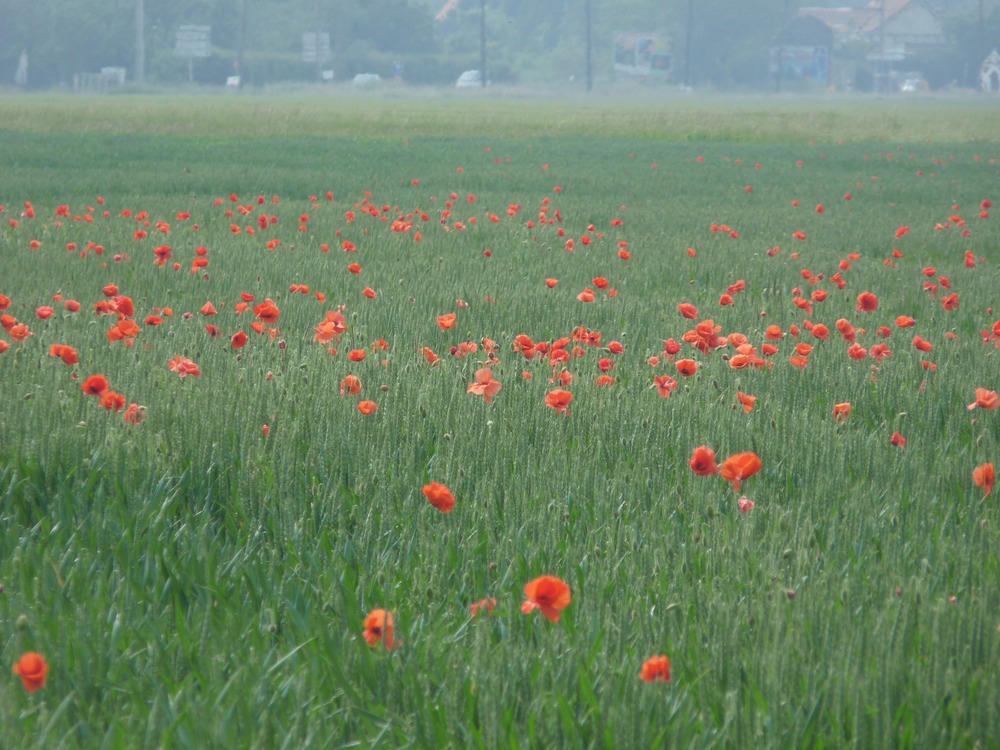 P1070166