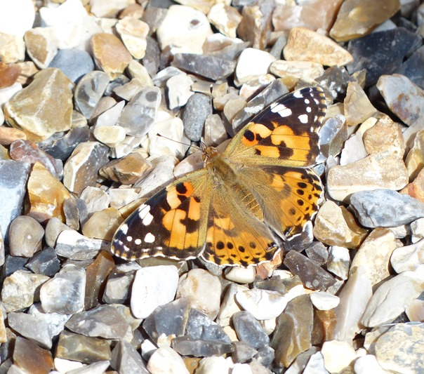 Painted Lady