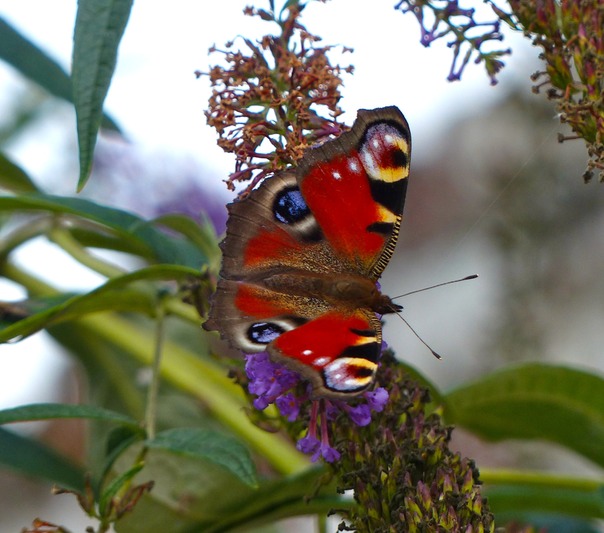 Peacock