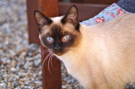 Petit Chat.JPG