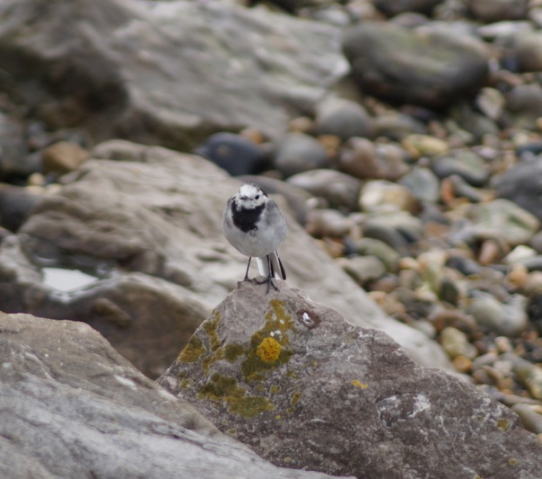 Pied Wagtail