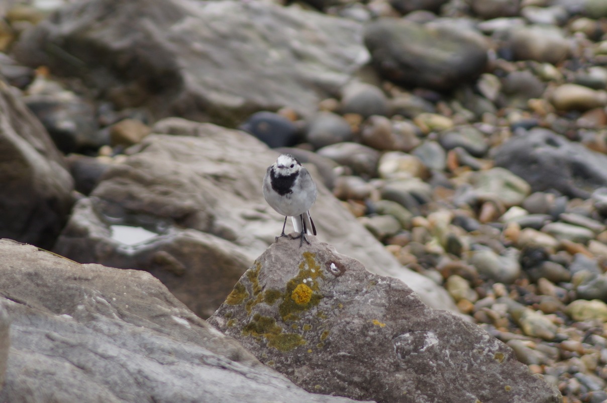 Pied Wagtail