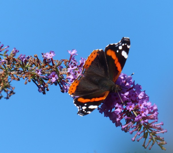 Red Admiral.JPG