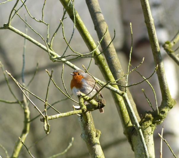 Robin