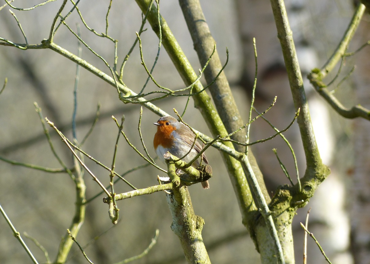 Robin