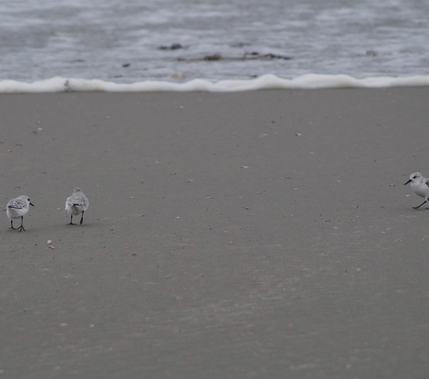 Sanderling
