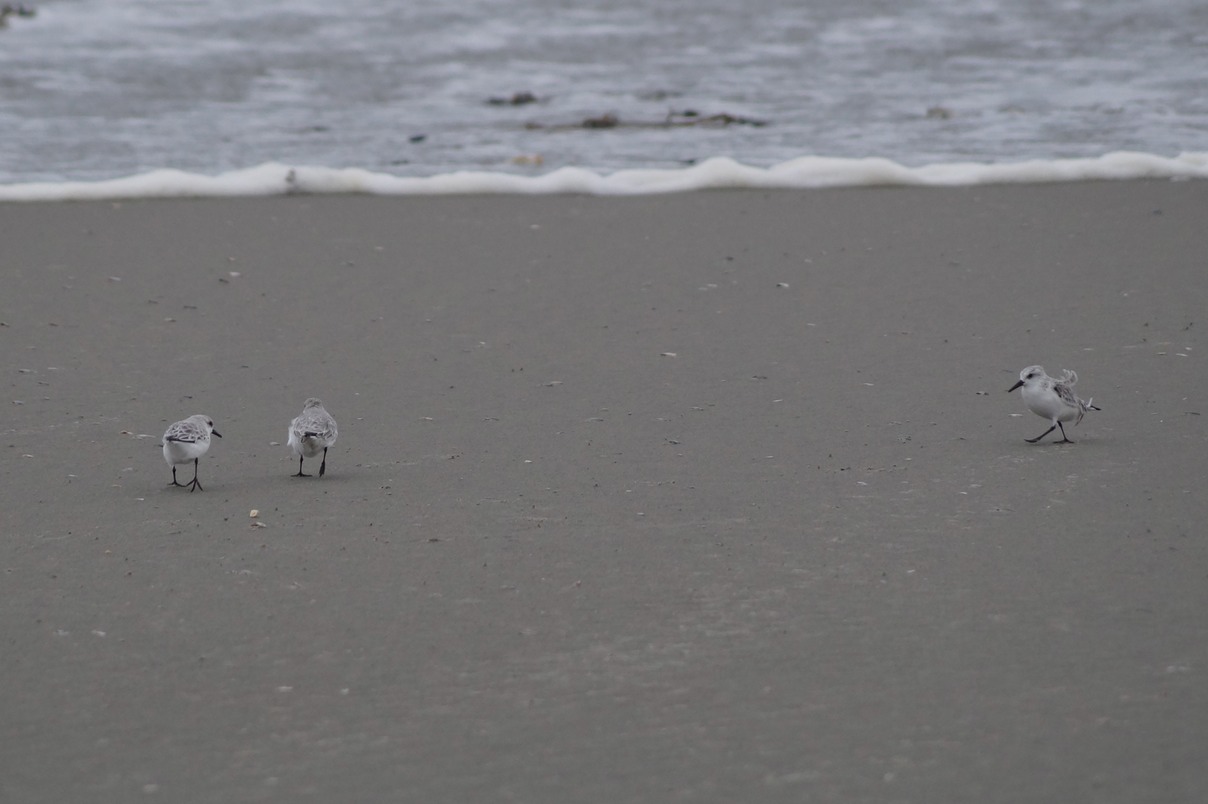 Sanderling