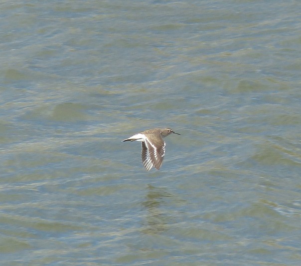 Sandpiper
