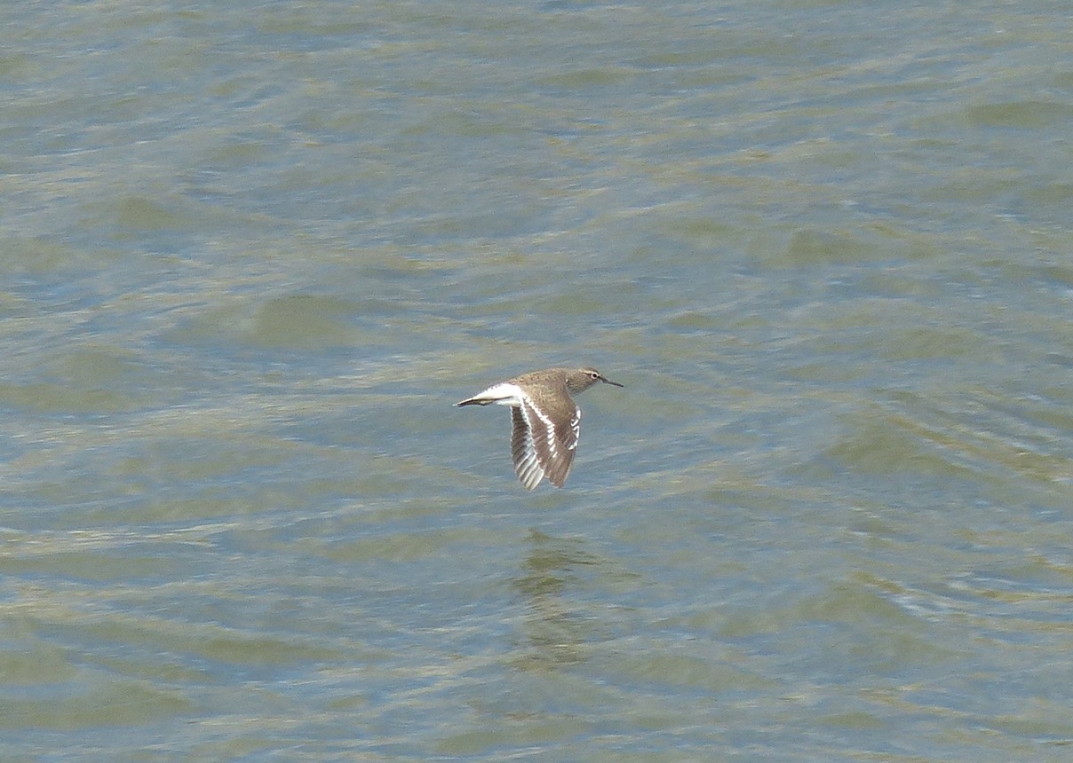 Sandpiper