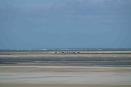 Seals
