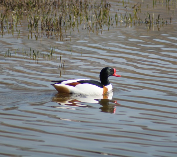 Shelduck 2