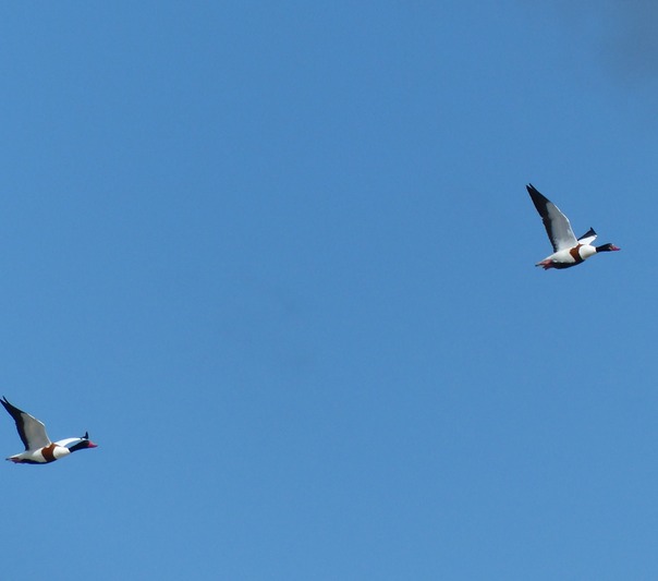 Shelduck