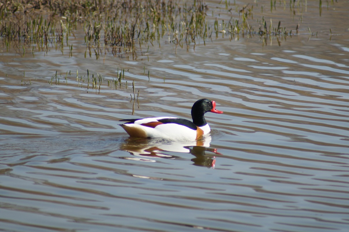 Shelduck 2