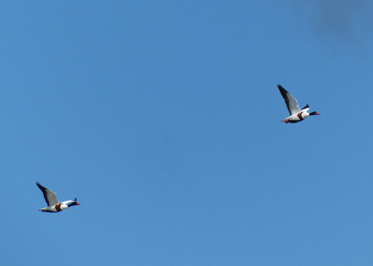 Shelduck