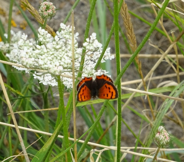 Small Copper