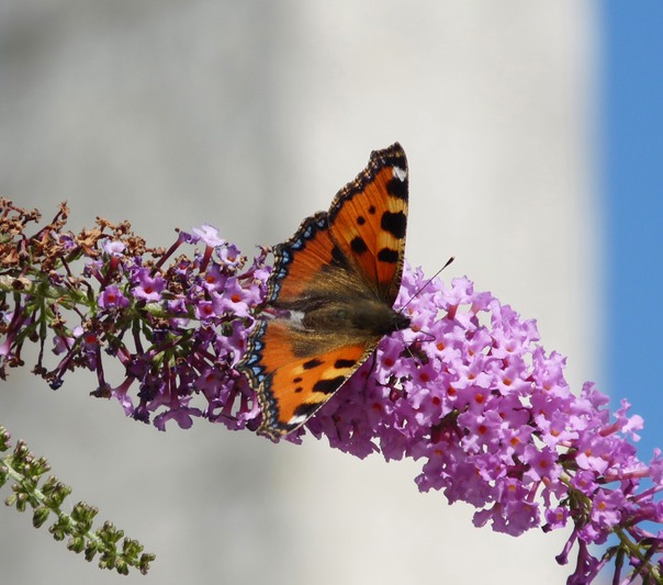 Small Tortoiseshell