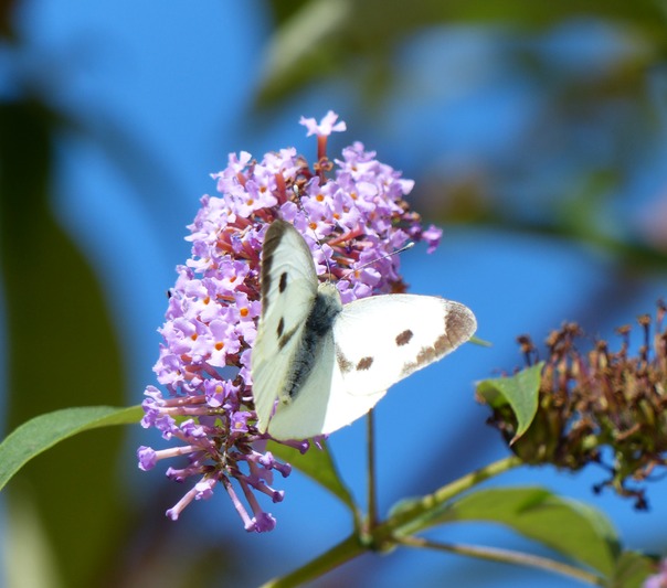 Small White