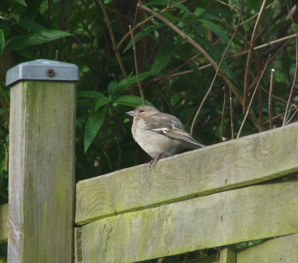 Sparrow