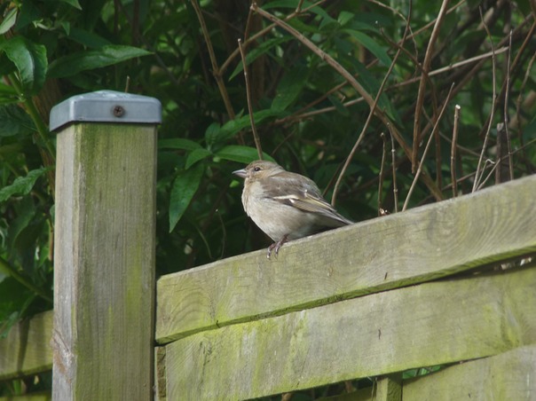 Sparrow