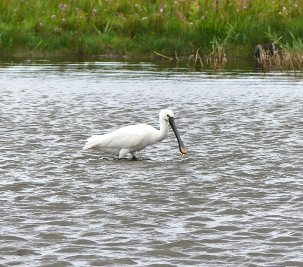 Spoonbill 2.JPG