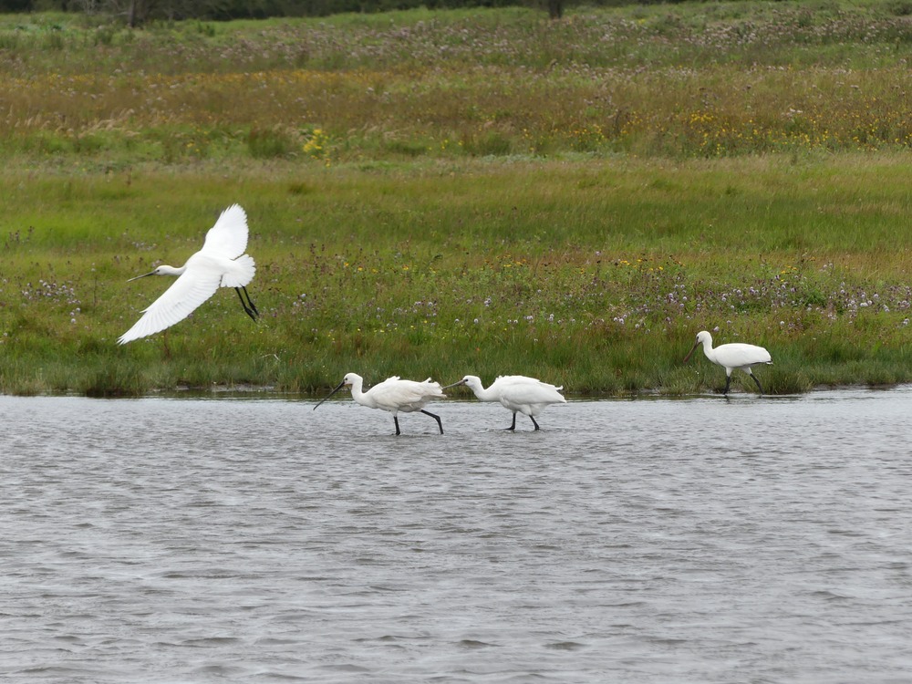 Spoonbills.JPG