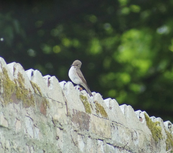 Spotted Flycatcher