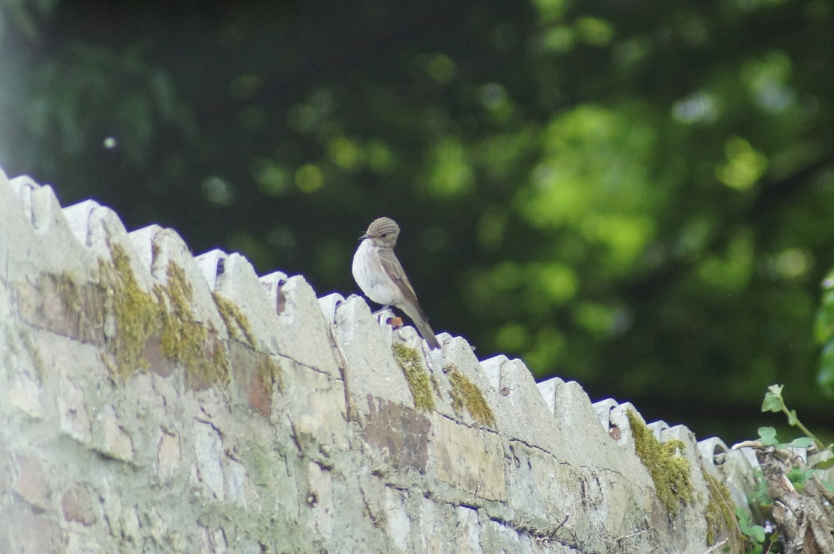 Spotted Flycatcher