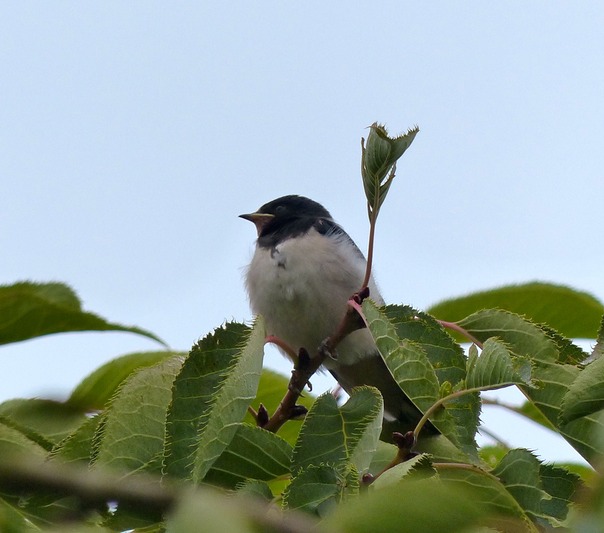 Swallow