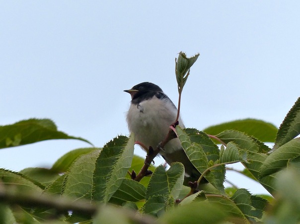 Swallow