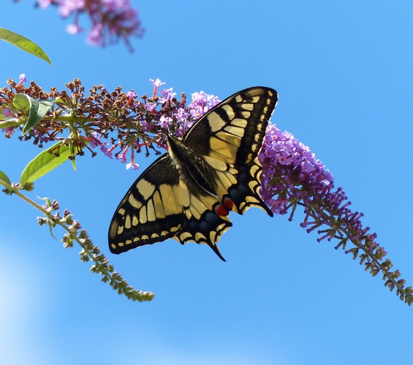 Swallowtail