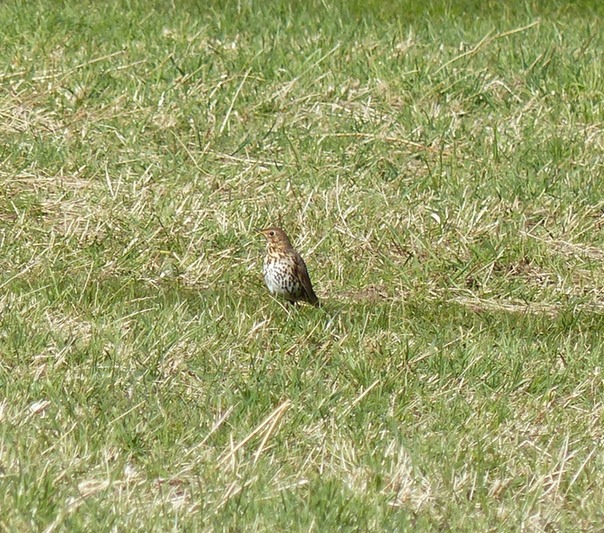 Thrush