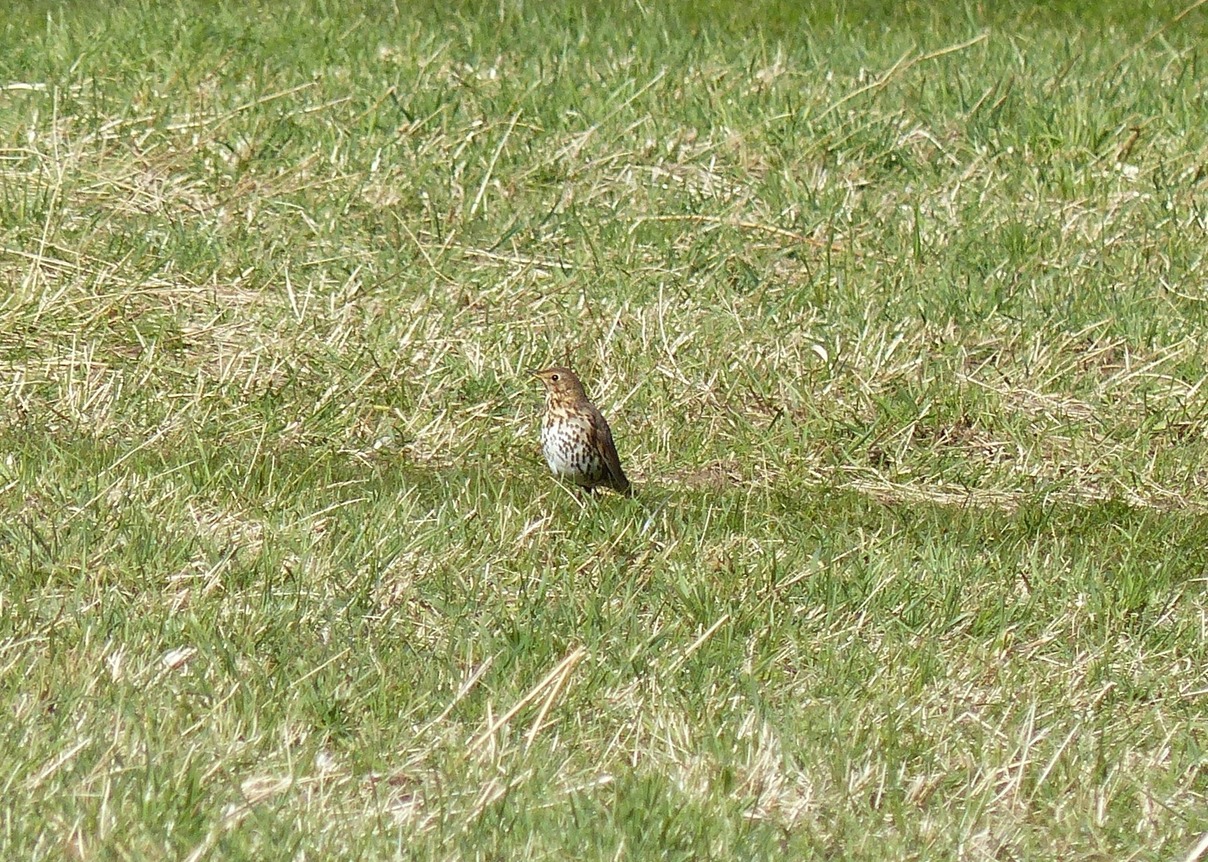 Thrush