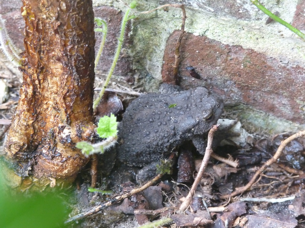 Toad.JPG