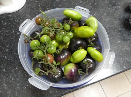 Tomatoes.JPG