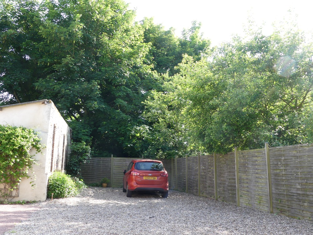 Trees.JPG