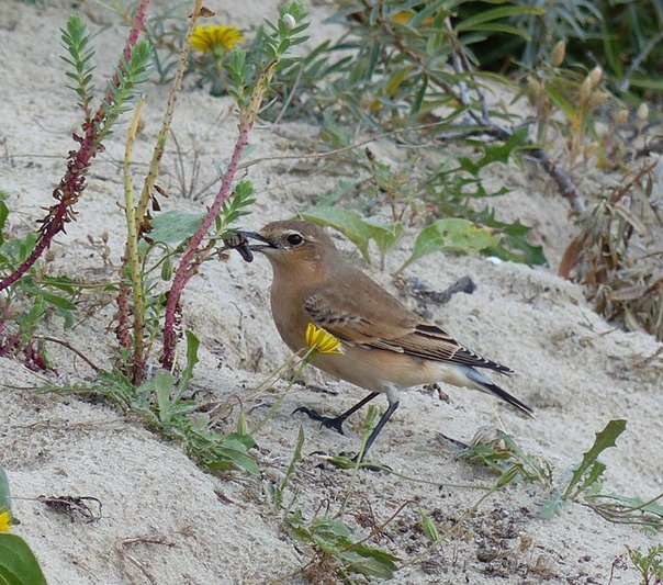 Wheatear