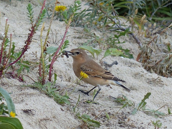 Wheatear
