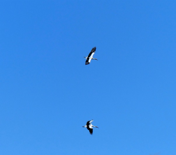 White Stork 2.jpg