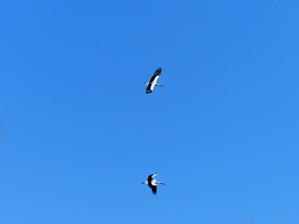 White Stork 2.jpg