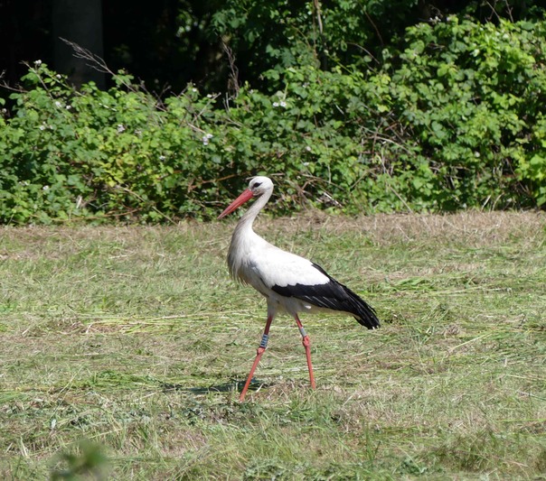 White Stork 3