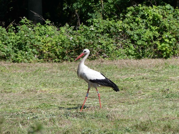 White Stork 3