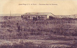 Plantations