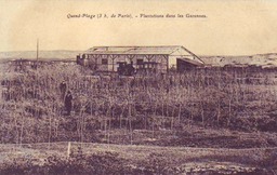 Plantations